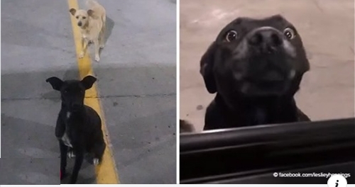Geschichte über 2 streunende Hunde, die 'auf jedes vorbeifahrende Auto zugehen, in der Hoffnung, ein Zuhause zu finden'